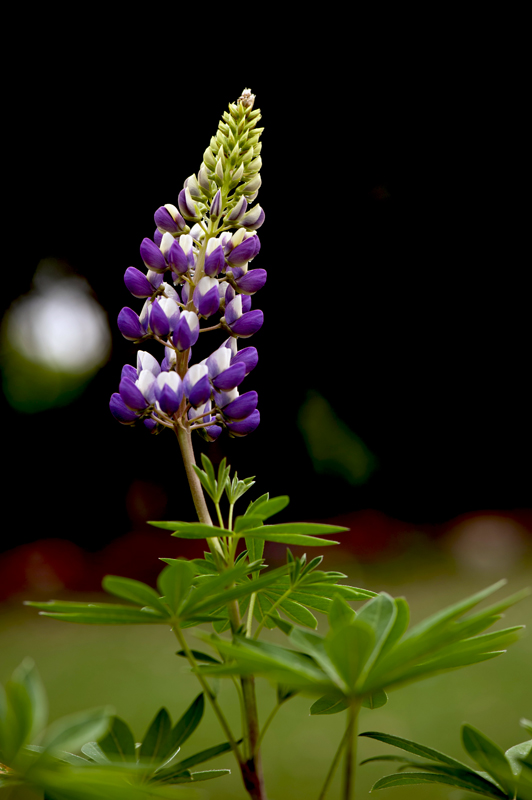 dsc_6209a.jpg