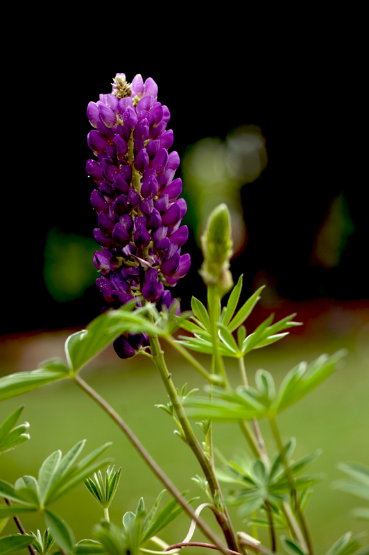 dsc_6210a.jpg