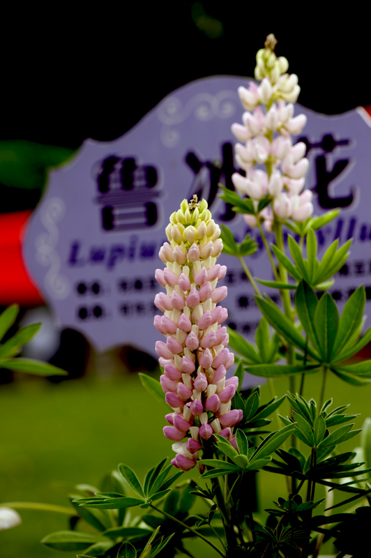 dsc_6212a.jpg