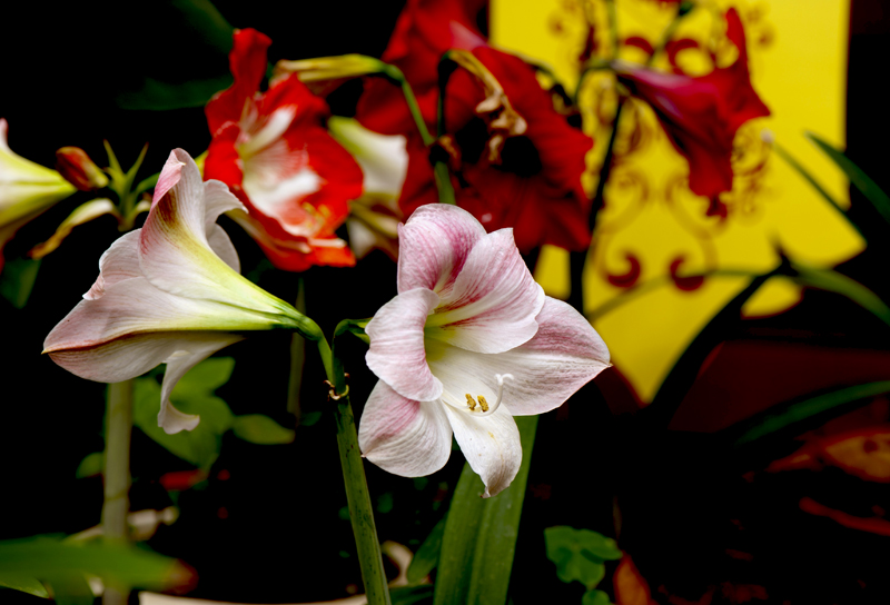 dsc_6213a.jpg