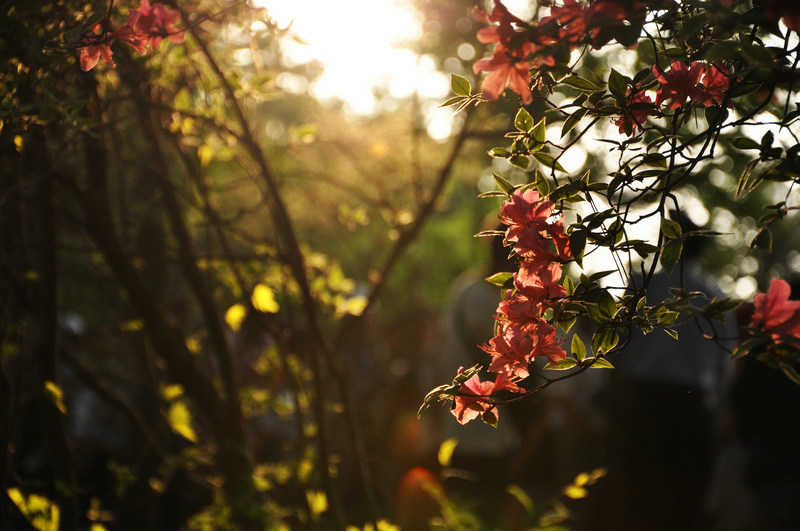 dsc_5178_1.jpg