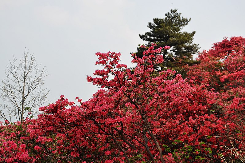 dsc_0557.jpg