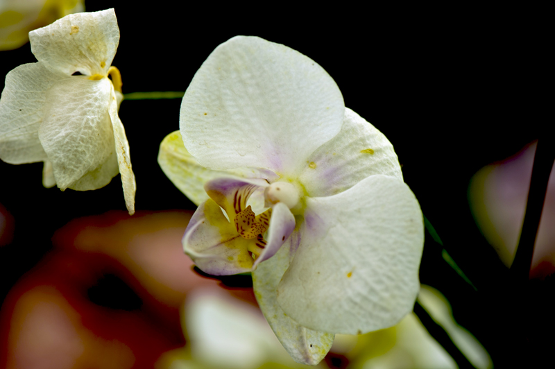 dsc_6244a.jpg
