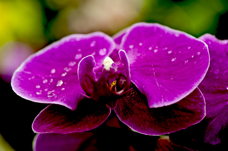 dsc_6247a.jpg