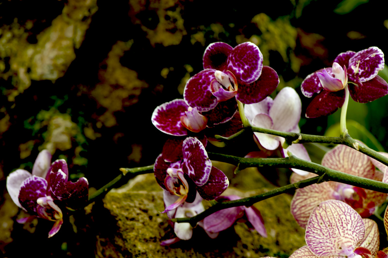 dsc_6246a.jpg