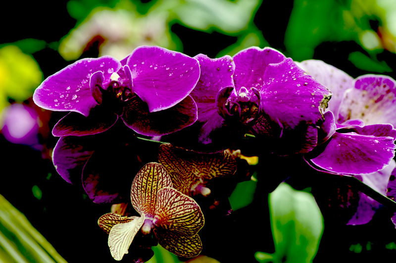 dsc_6249a.jpg