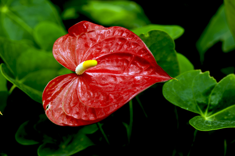 dsc_6251a.jpg