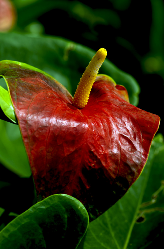 dsc_6253a.jpg