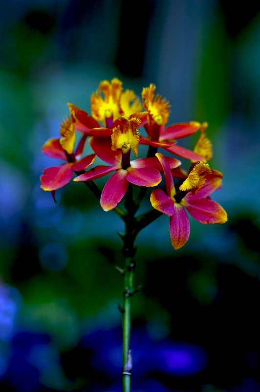 dsc_6255a.jpg
