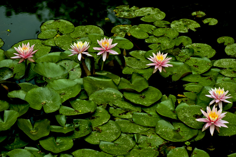 dsc_6260a.jpg