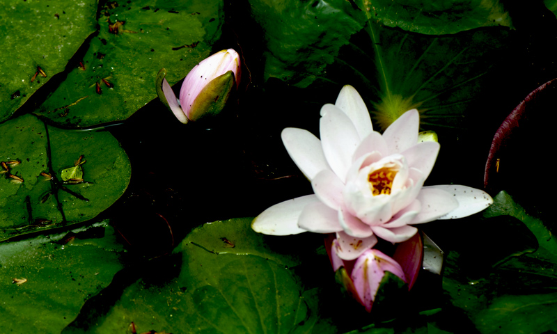 dsc_6264a.jpg