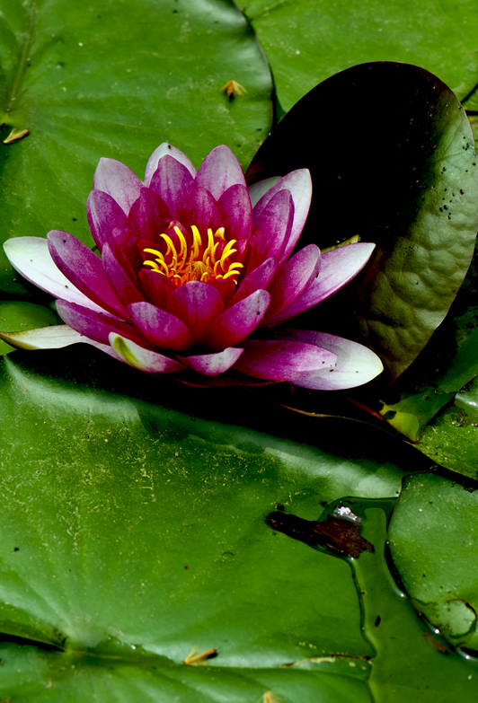 dsc_6266a.jpg