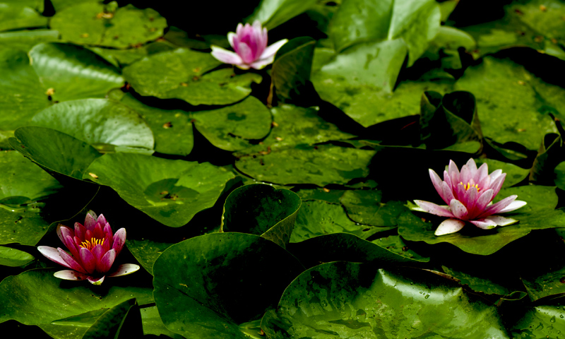 dsc_6271a.jpg
