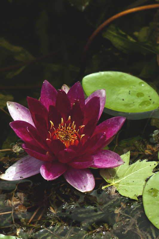 dsc_6275a.jpg