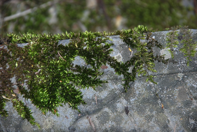 dsc_0194.jpg