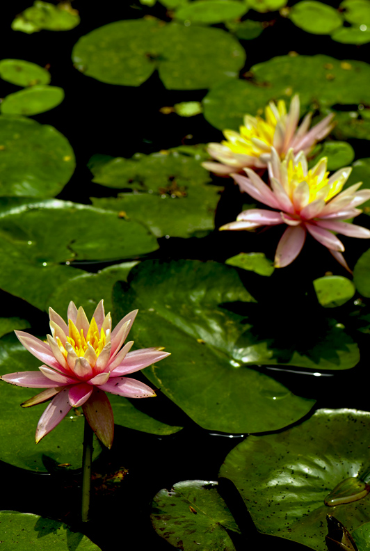 dsc_6281a.jpg