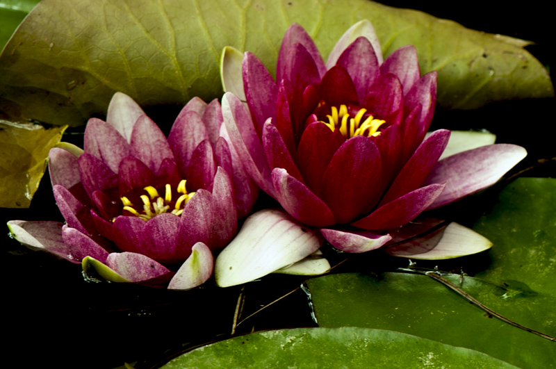 dsc_6282a.jpg