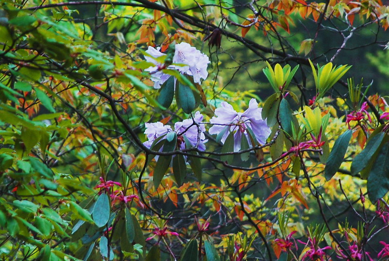 dsc_0295.jpg