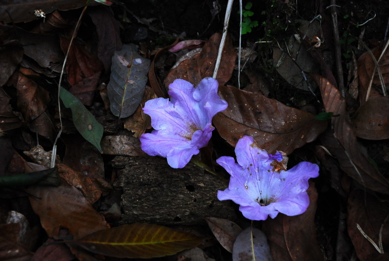 dsc_0296.jpg