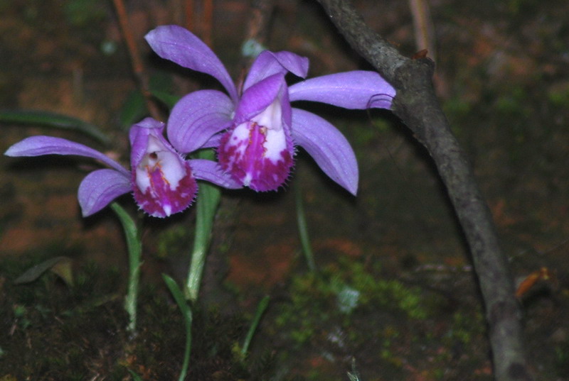 dsc_0303.jpg