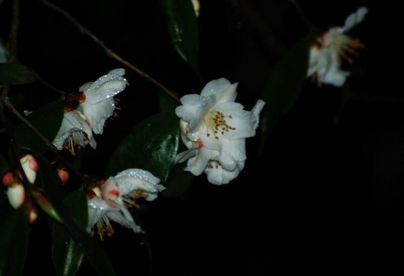 dsc_0304.jpg