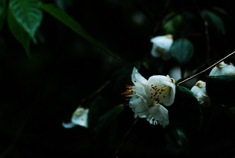 dsc_0307.jpg