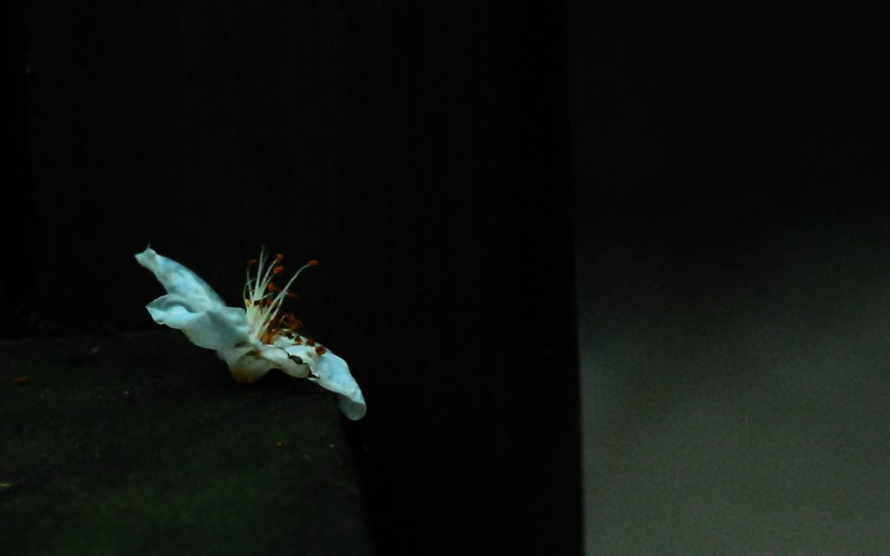 dsc_0311.jpg