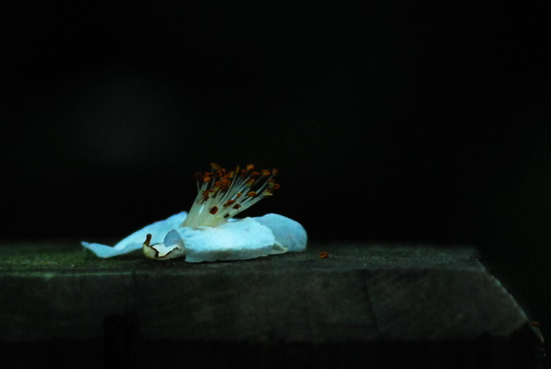 dsc_0313.jpg