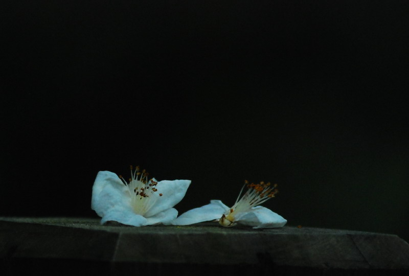 dsc_0316.jpg