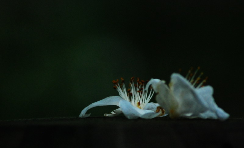 dsc_0320.jpg