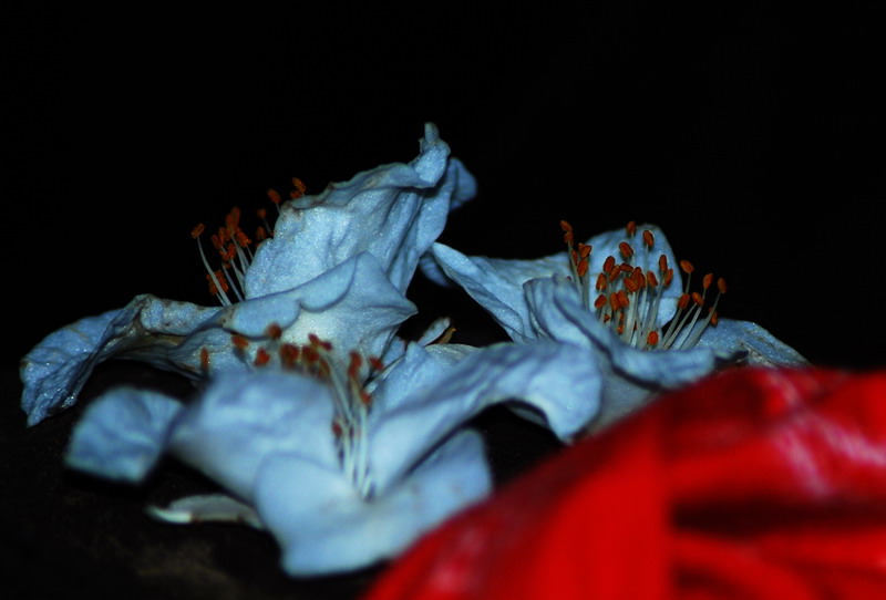 dsc_0325.jpg