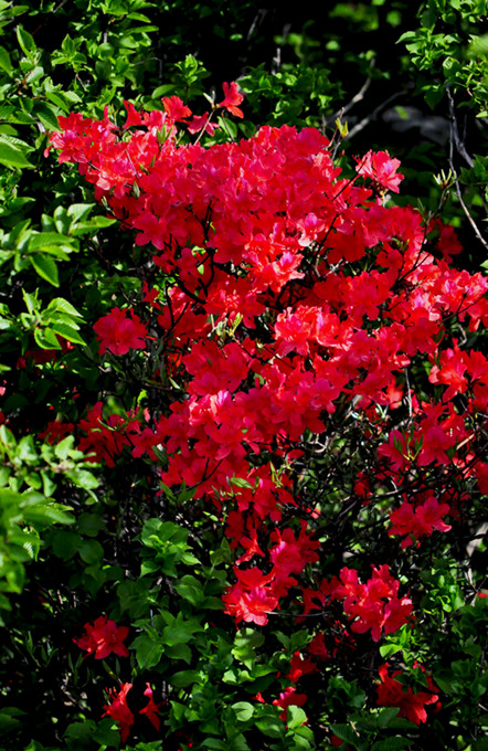 ʨӷֳ20110514 281.jpg