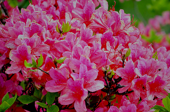 ʨӷֳ20110514 287.jpg