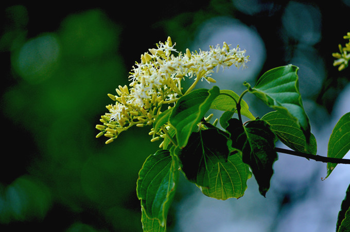 ʨӷֳ20110514 093.jpg