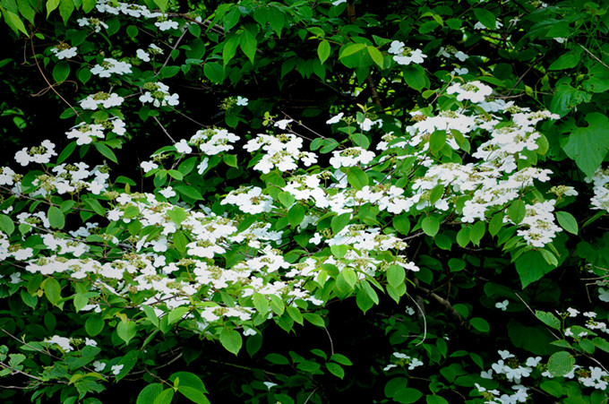 ʨӷֳ20110514 114.jpg