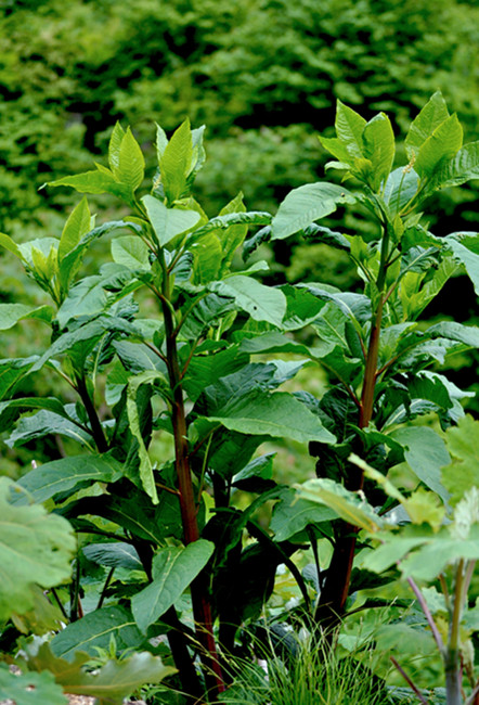 ʨӷֳ20110514 106.jpg
