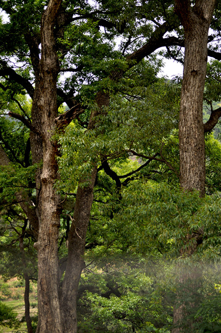 ʨӷֳ20110514 001.jpg