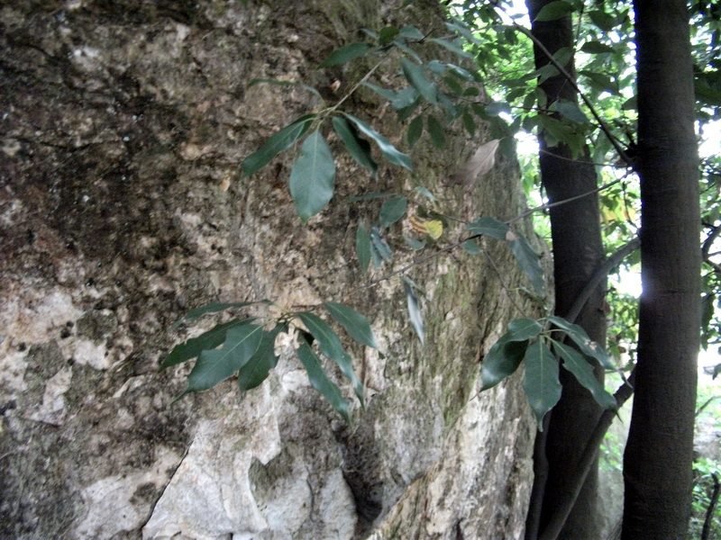 dscf0596.jpg