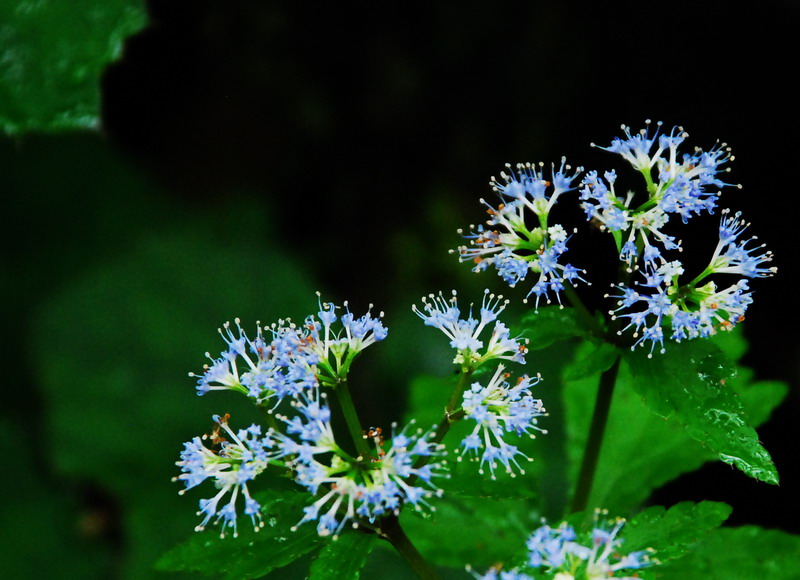 dsc_0337.jpg
