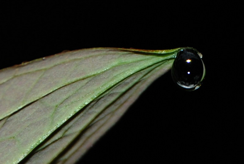 dsc_0342.jpg