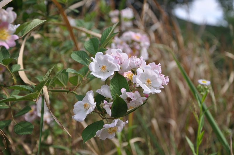 dsc_0113.jpg