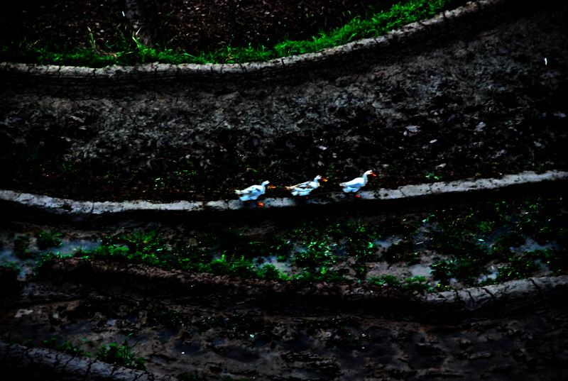 dsc_0799.jpg
