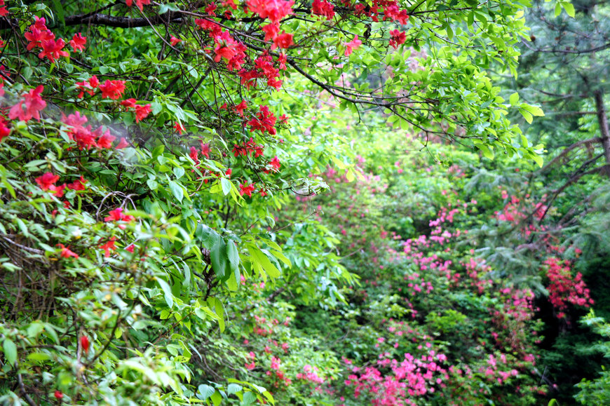 20110504_4e15d6ffb6964e771f00iawdgsvhxdod.jpg