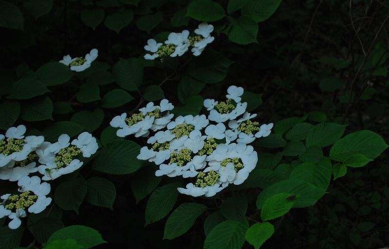 dsc_2691.jpg
