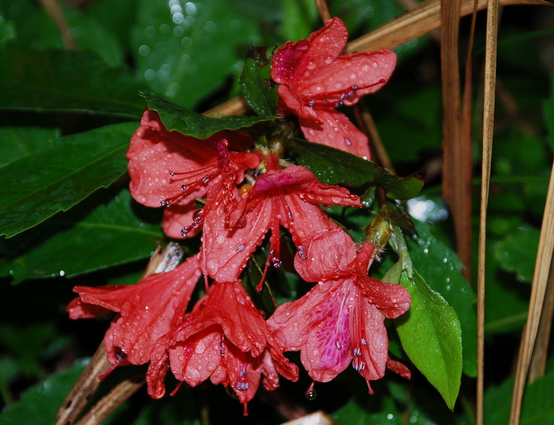 dsc_0121.jpg