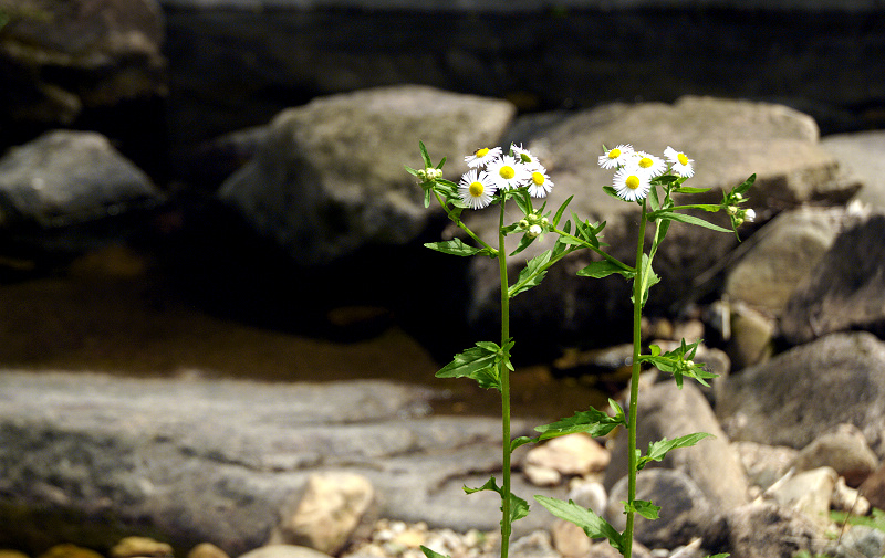 dsc_0178.jpg