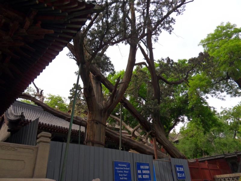 sdc10391.jpg