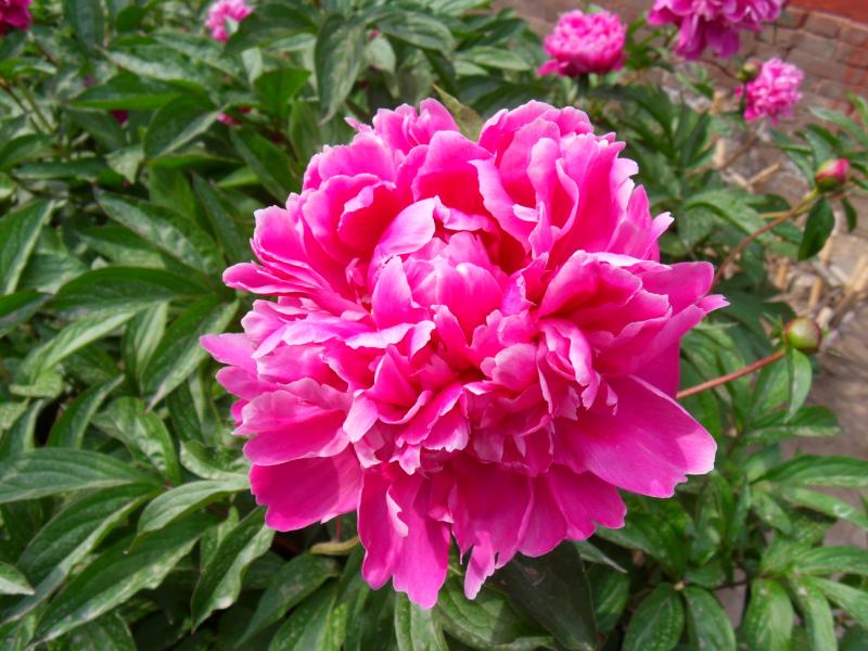 sdc10445.jpg