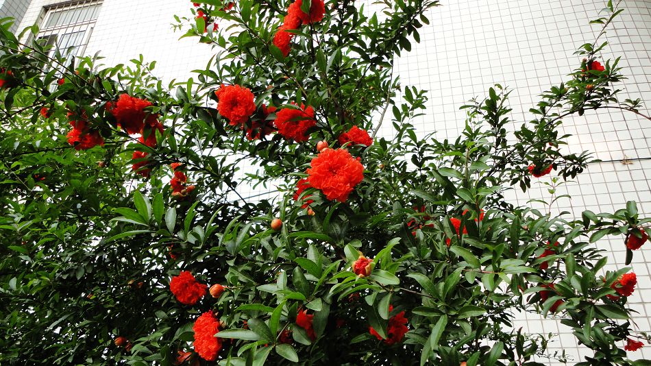neo_img_dsc03016.jpg