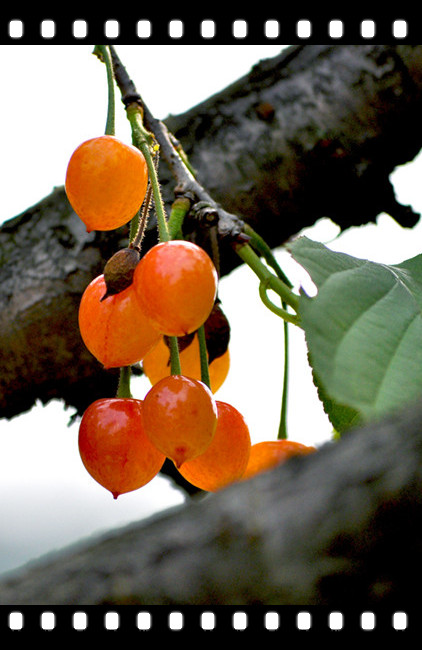 ȵ20110520 125.jpg